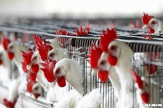 (البيئة) تعلن عن تسجيل إصابة بانفلونزا الطيور من نوع H5N8 في الرياض