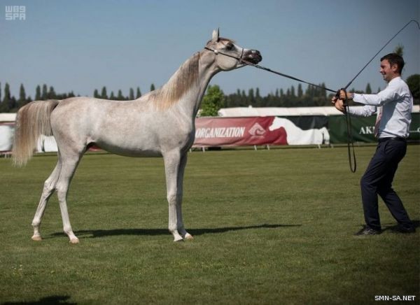 انطلاق بطولة كأس العالم لمنظمة الجواد العربي بفرنسا