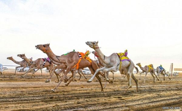 انطلاق مهرجان ولي العهد للهجن بالطائف