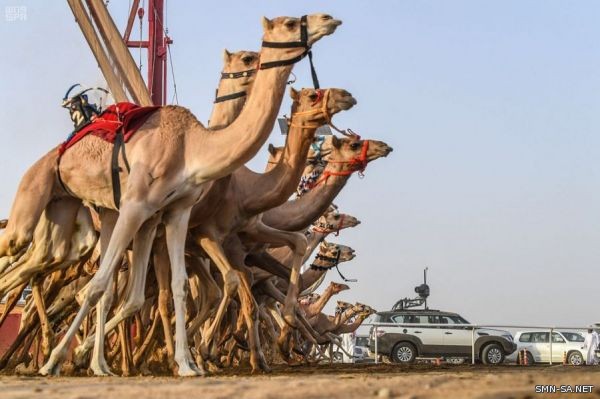 انطلاق سباقات التنشيطي الثاني لمهرجان ولي العهد للهجن