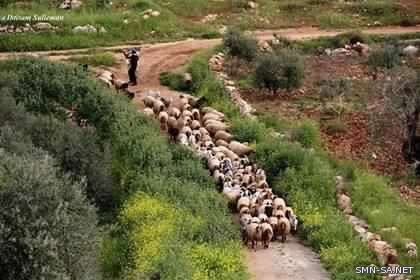 قرية #فلسطينية تسعى أن تكون نموذجا للزراعة العضوية بمزرعة ( قمر البلد )