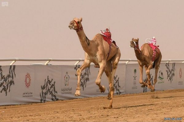 التقنية الحديثة تحسم نتائج أشواط اليوم السادس من التنشيطي الثاني بمهرجان #ولي_العهد_للهجن في #الطائف