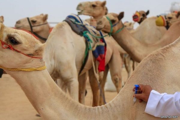 تنظيمية #مهرجان_ولي_العهد_للهجن توقف تركيب #الشرائح_الإلكترونية الأربعاء القادم