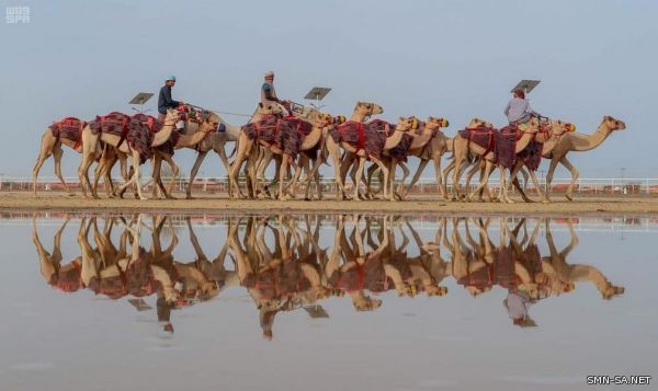 مهرجان ولي العهد للهجن .. منصة داعمة للقطاع السياحي بالطائف ولتسويق أشهر مقوماتها ومنتجاتها الفريدة