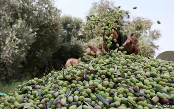 إطلاق حملة (الخان الأحمر) لقطف الزيتون في المحافظات الشمالية