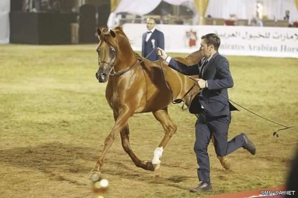 خيول مربط عجمان تحصد 3 ذهبيات في بطولة كأس كل الأمم بألمانيا