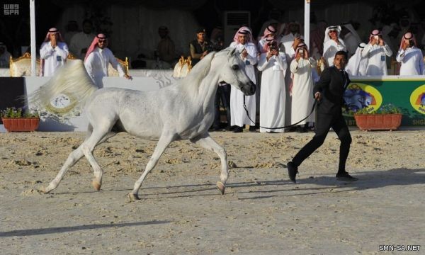 انطلاق بطولة جمال الخيل العربية الأصيلة السادسة بالطائف