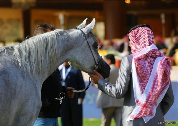 انطلاق بطولة الرياض لجمال الخيل العربية الأصيلة الخميس