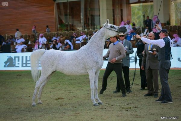 منافسات مهرجان الأمير سلطان بن عبدالعزيز العالمي للجواد العربي تتواصل في يومها الثالث