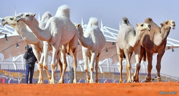 (الوضح) تنهي عروضها أمام التحكيم بتأهل 7 .. والصفر تبدأ غداً بمهرجان الملك عبدالعزيز للإبل