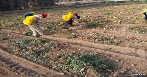 بدء جني محصول البطاطس في محافظة وادي الدواسر