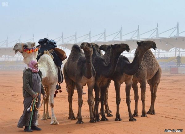 انتهاء عروض الصفر والحمر تستعد للمشاركة غدًا في مهرجان الملك عبد العزيز للإبل