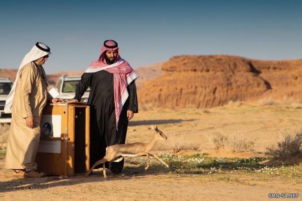 سمو ولي العهد يطلق محمية شرعان الطبيعية في محافظة العلا