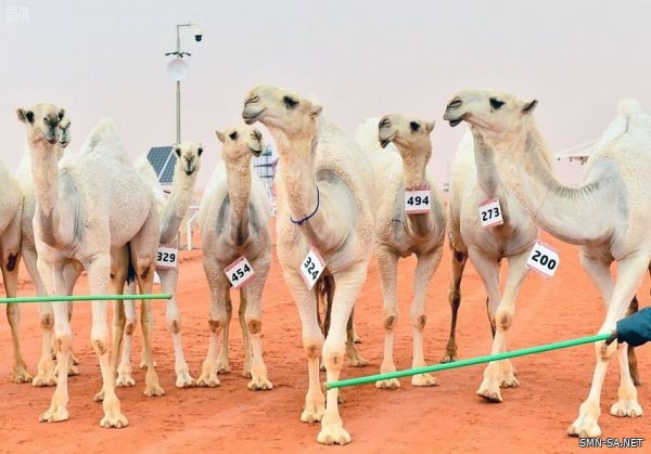 لجان التحكيم في مهرجان الملك عبدالعزيز للإبل تعلن نتائج فرديات الوضح