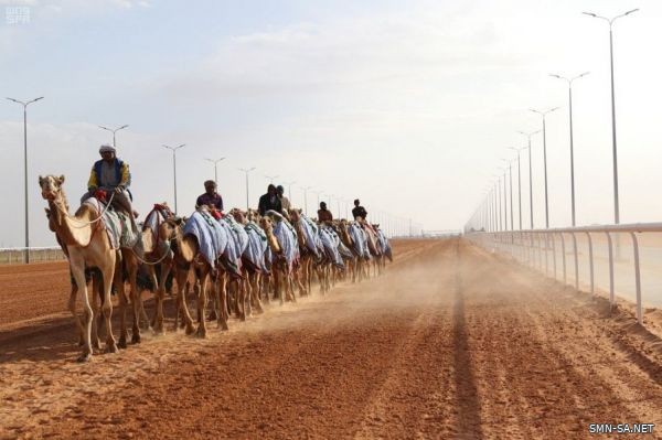 غدًا .. انطلاق سباقات الهجن في مهرجان الملك عبدالعزيز للإبل