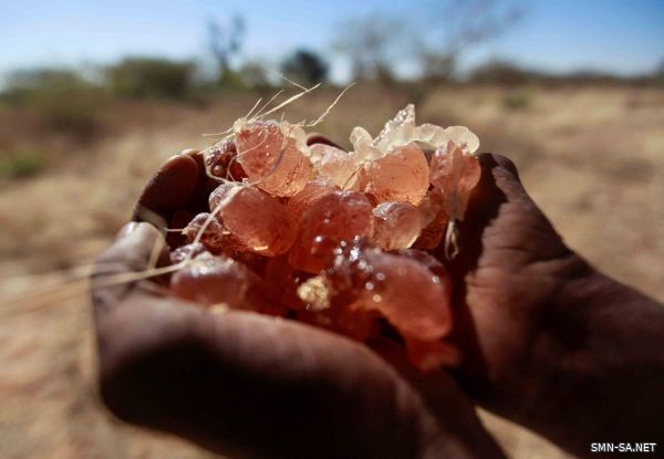 تجار الصمغ العربي يتجاهلون اضطرابات السودان سعيا لأسواق المشروبات الغازية