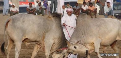 "تحدي الثيران" يجذب زوار مهرجان الملك عبد العزيز للإبل