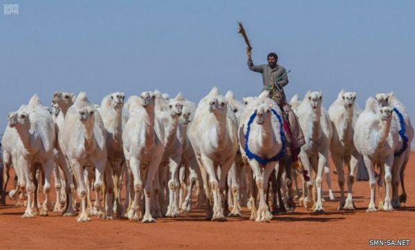 تتويج المركز الأول في فئة (50 وضح) بمهرجان الملك عبدالعزيز للإبل