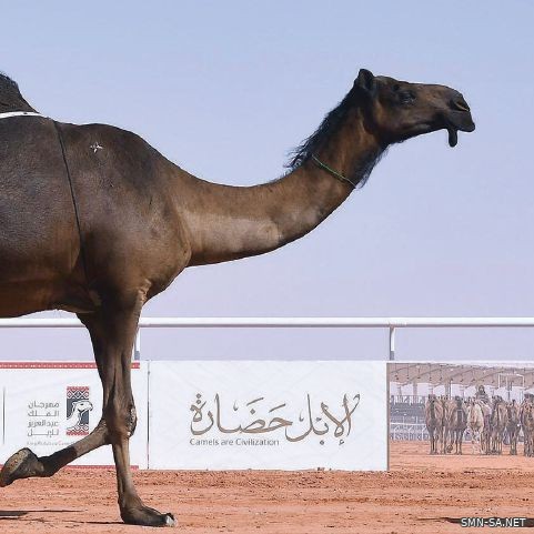 مهرجان الملك عبدالعزيز للإبل .. هدية القيادة لملاك الإبل ووجهة حضارية للمملكة