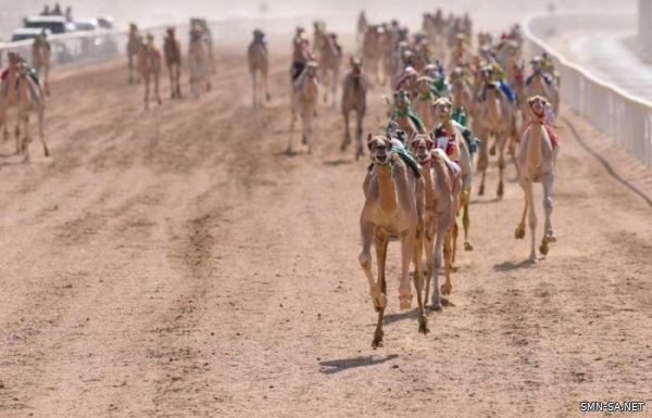 الغالية" تتالق في انطلاقة سباقات ولي العهد للهجن.. و"العنود"الأسرع وصولا لخط النهاية