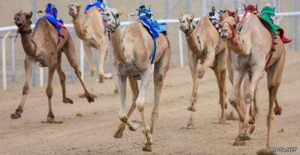 هجن الرئاسة تشعل أجواء ميدان الطائف .. في أشواط"الثنايا" المسائية