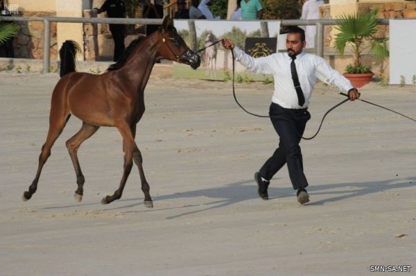 انطلاق بطولة الإنتاج المحلي لجمال الخيل العربية الأصيلة الثامنة بالطائف