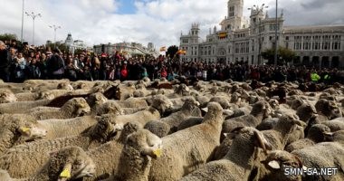 الأغنام تجوب شوارع وسط مدريد لإحياء مسارات هجرة سنوية