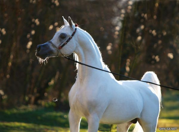 بطولة جمال الخيل العربية الأصيلة بالمدينة تواصل مرحلة التصفيات الاولية