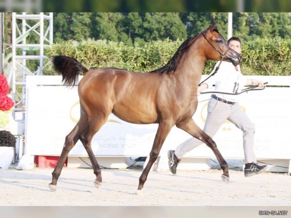 غدا .. انطلاق "مهرجان الشارقة كلباء للجواد العربي"