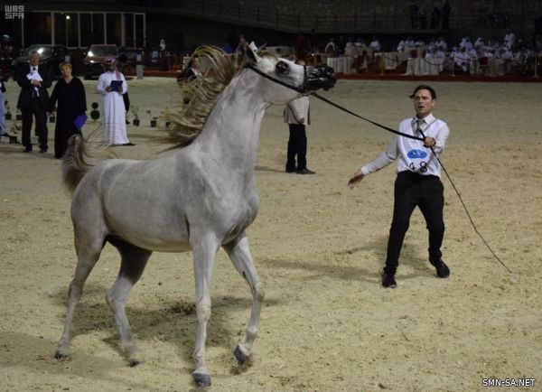 نائبة رئيس "الإيكاهو" : المملكة في مرتبة متقدمة جداً في مجال صناعة الخيل العربية دولياً