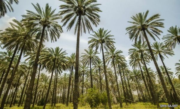 " النخلة“ على قائمة اليونسكو التمثيلية للتراث الثقافي غير المادي