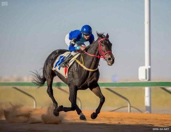 أمير منطقة القصيم يرعى سباقات التصفية التمهيدية لدورة بطولة عز الخيل الـ23