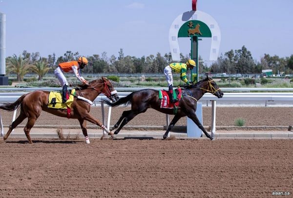 نادي سباقات الخيل يقيم حفل سباقه الـ7 ضمن موسم سباقات الخيل للمصيف بالطائف