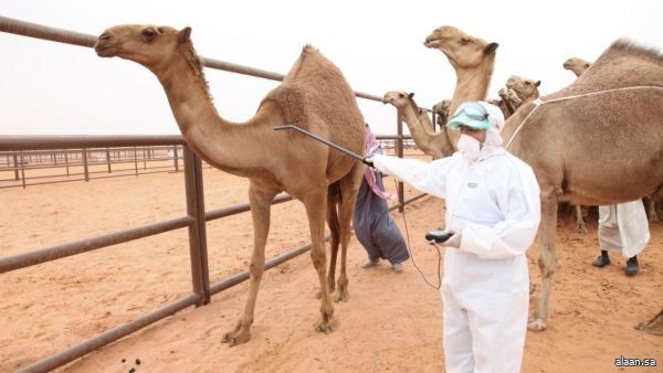 البيئة : سنعمل على ترقيم جميع الإبل المسجلة خلال الـ ٣ شهور المقبلة