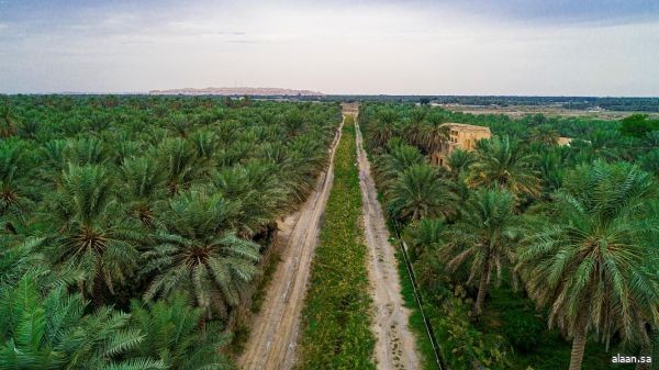 تُسجل واحة الأحساء .. أكبر واحة في العالم ضمن موسوعة " غينيس"