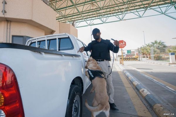 إحباط محاولة تهريب طن ونصف من الحشيش المخدر بمحافظة شرورة