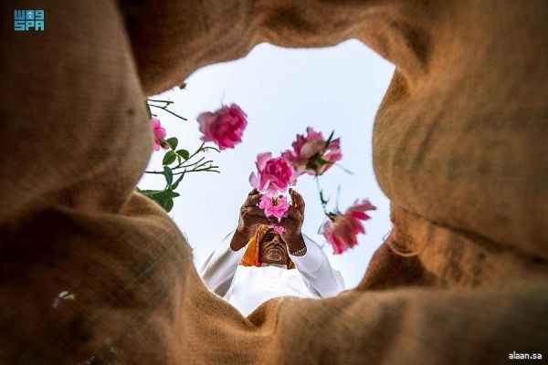 ثاني أفضل صورة بمهرجان الورد الطائفي الـ 16 تحصدها وكالة الأنباء السعودية