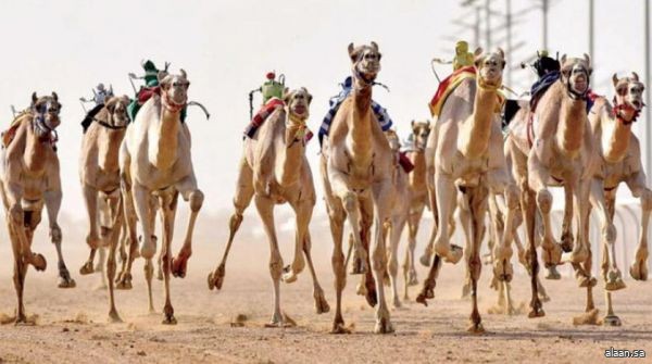 تفاصيل "مهرجان ولي العهد للهجن" بنسخته الثالثة