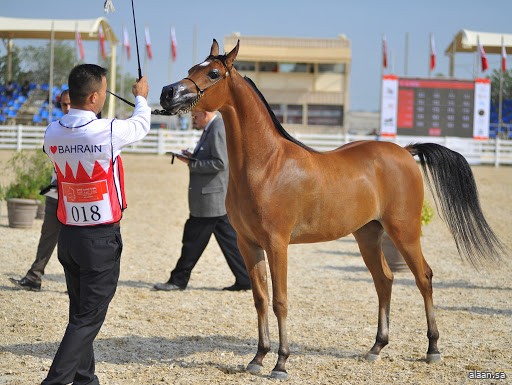 البحرين .. انطلاق بطولة البحرين الوطنية والخيل ذات السلالة المصرية غدًا