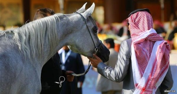 انطلاق منافسات البطولة الوطنية الـ 12 لجمال الخيل العربية الأصيلة بالرياض