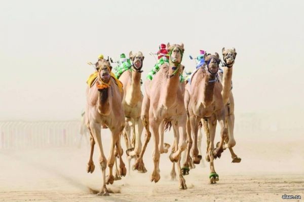 بـ تقنية "الفوتوفينش" لجنة التحكيم في الاتحاد السعودي للهجن  تُحدد أبطال الهجن