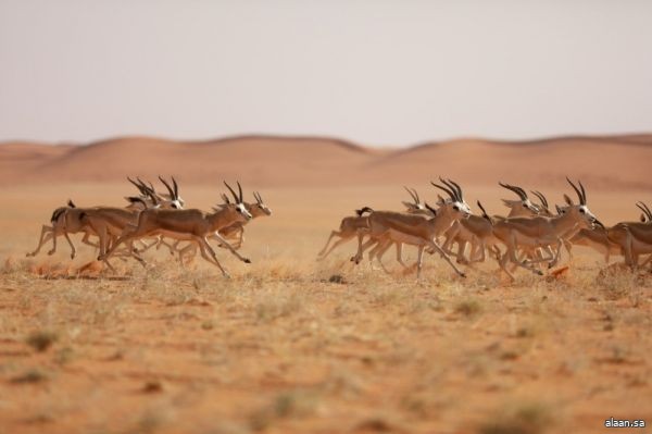 اطلاق 65 من المها بمحمية الملك سلمان بن عبدالعزيز الملكية