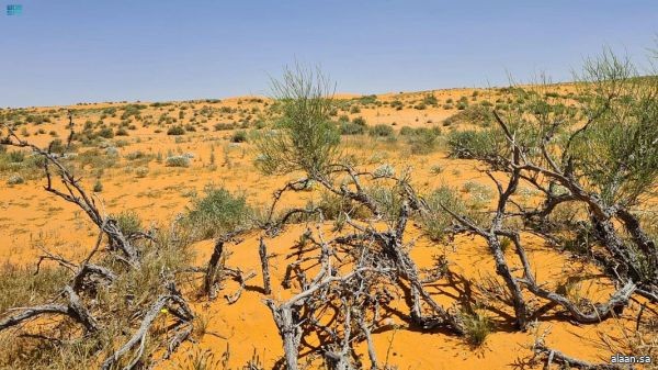 "الأرطى" يودع جفافه وانتعاش الغطاء النباتي بمحمية الإمام تركي بن عبدالله الملكية