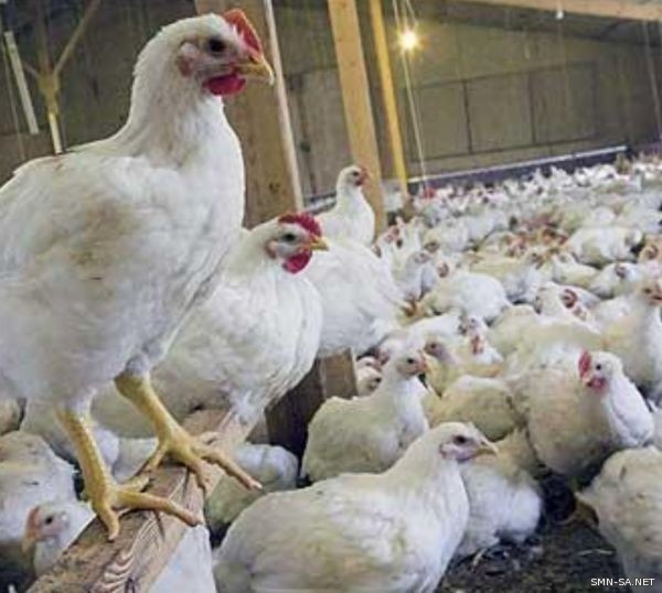 تسجيل ثلاث إصابات جديدة بإنفلونزا الطيور H5N8 خلال الـ 24 ساعة الماضية