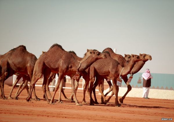 أكثر من 13 مليون ريال جوائز مهرجان جادة الإبل بمنطقة تبوك