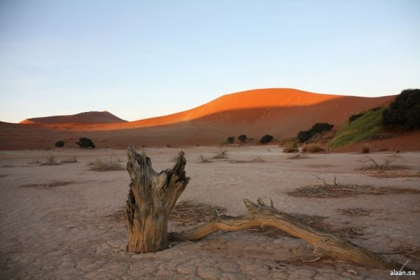 مكافحة التصحر" و"الفاو" تبحثان مستقبل الغطاء النباتي في المملكة من خلال ورشة عمل دولية