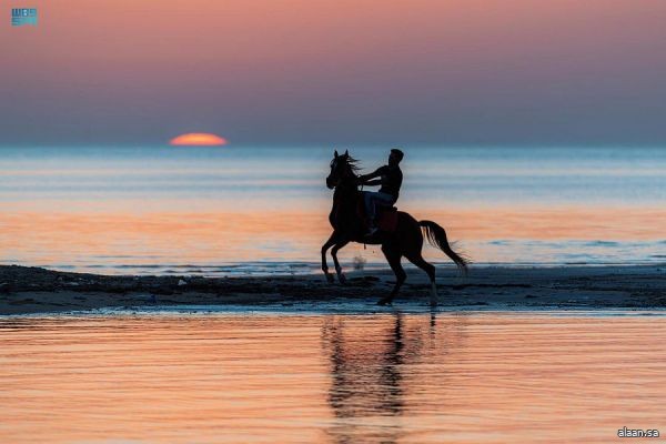 الخيل وحديث البحر .. ومُلاك الخيول في أملج بين تدريبها واستمتاعها بأمواجه