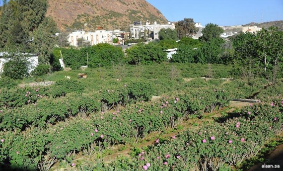 بيئة الطائف ومنظمة الفاو ينظمان ورش عمل في الإدارة المتكاملة للآفات النباتية