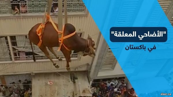 أضاحي العيد تهبط من السماء في باكستان..!