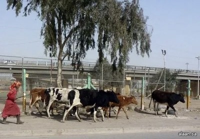 بسبب الحمى النزفية .. منع الذبح العشوائي للأضاحي في العراق